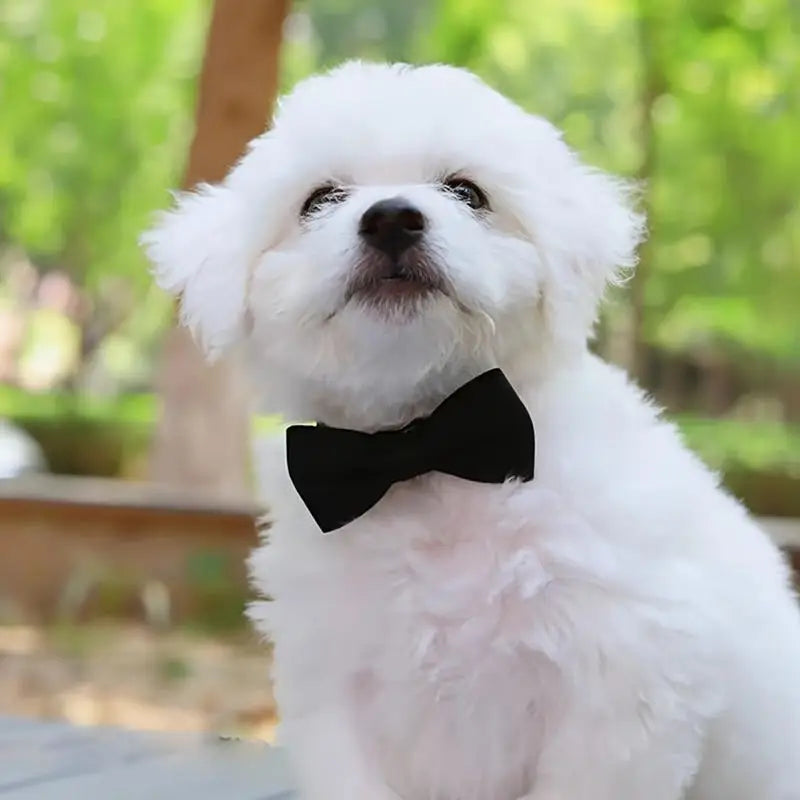 Bow Collar with Safety Bell - 5 - pn | ONEFY.SHOP
