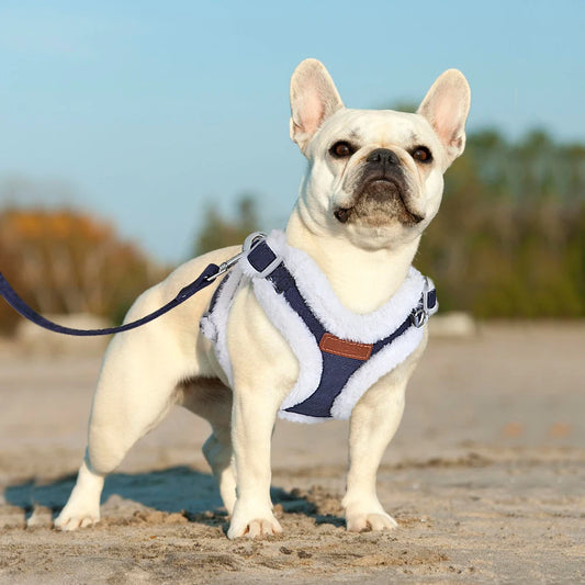 Winter Vest Collar for Dog - 5 - pn | ONEFY.SHOP