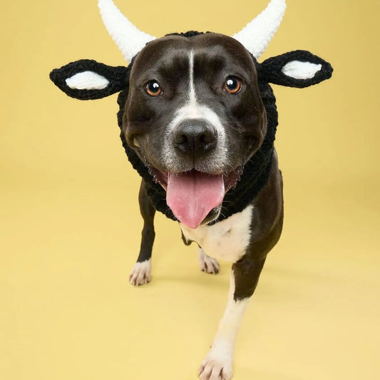 Pet Knitted Hat Winter - 5 - pn | ONEFY.SHOP